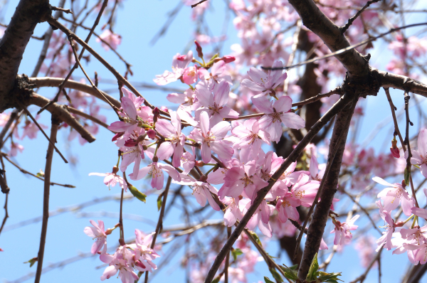 新入園児のお友だち～１日入園～