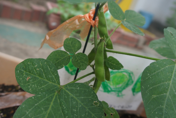 年長組の夏野菜☆