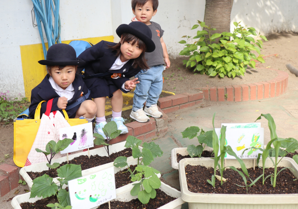 夏野菜を植えたよ