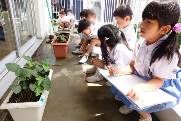 夏野菜を育てるぞ！《年長》