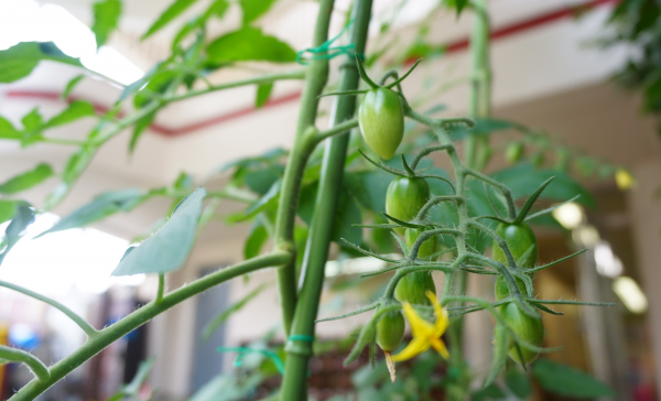 年長組の夏野菜