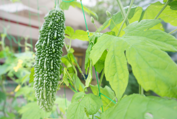 夏野菜！